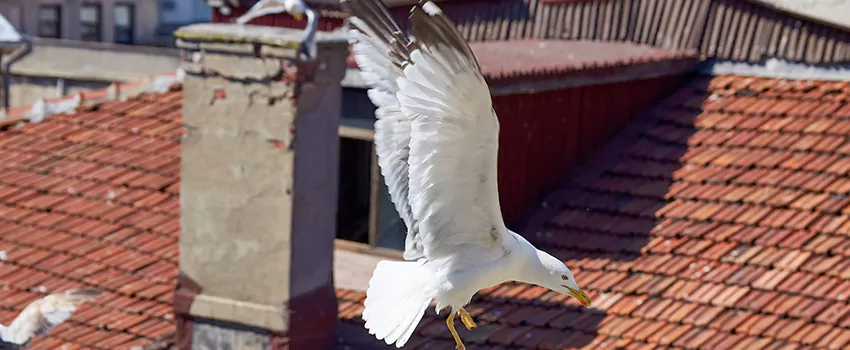 Residential Chimney Animal Removal Solution in Sheboygan, WI