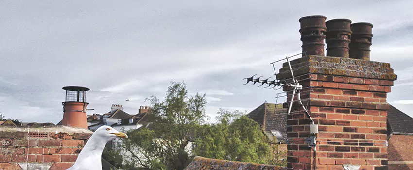 Chimney Cleaning And Restoration in Sheboygan, Wisconsin
